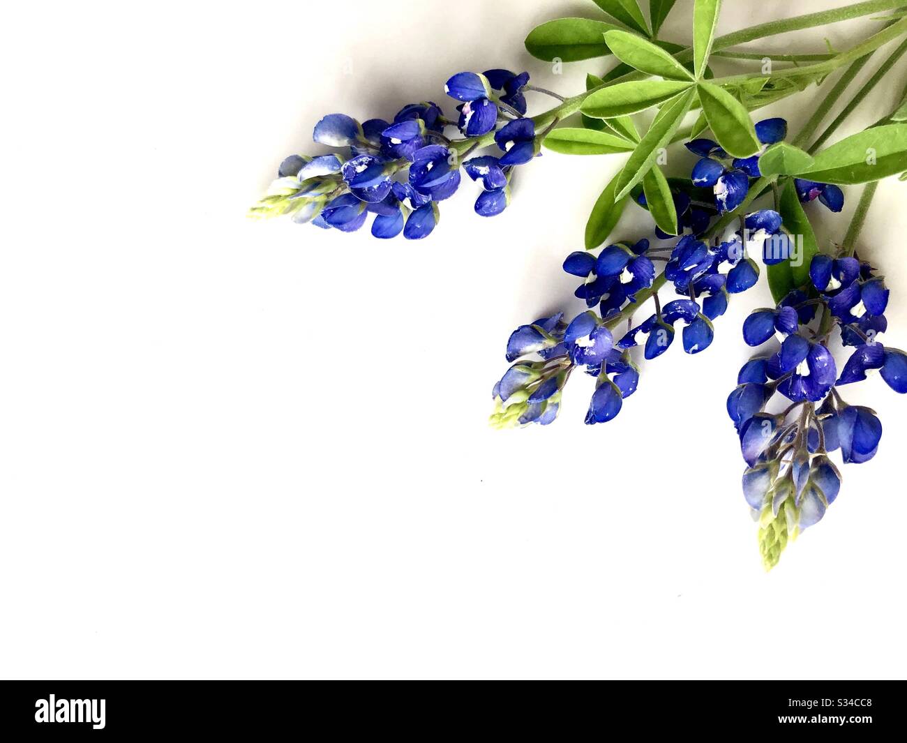 Bluebonnet su sfondo bianco con spazio per le copie - Immagine stock catturata con smartphone