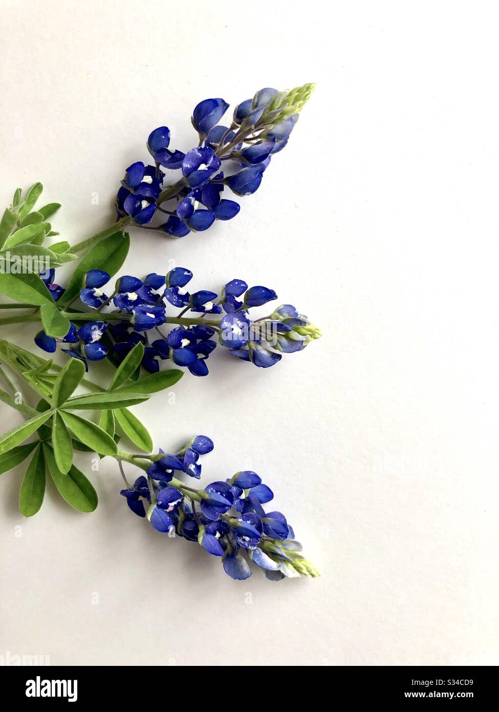 Bluebonnet isolato su uno sfondo bianco con spazio di copia - Immagine stock catturata con smartphone