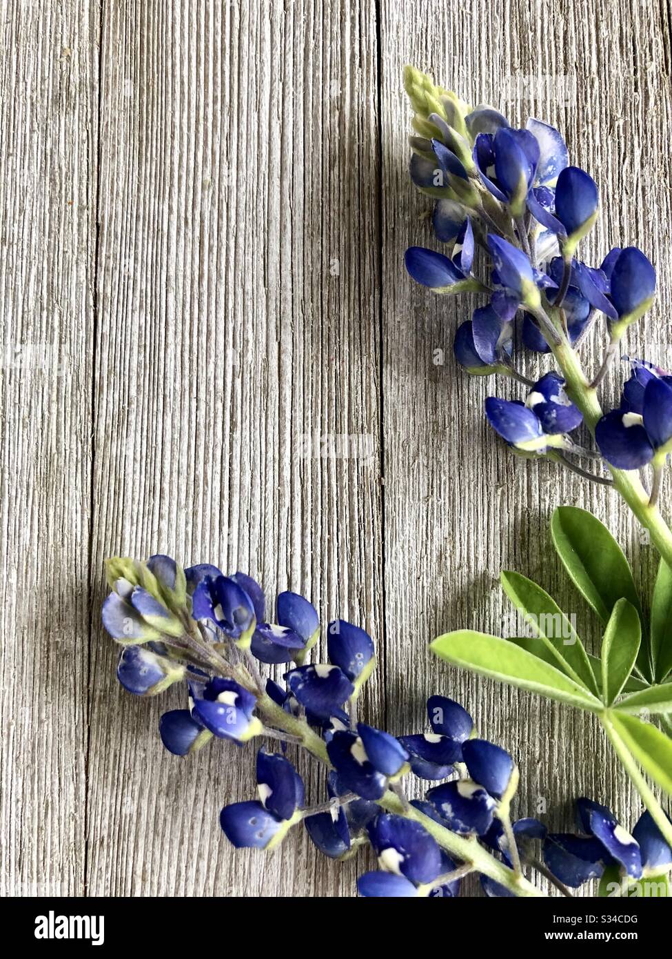Bluebonnet su uno sfondo rustico in legno con spazio per la copia - Immagine stock catturata con smartphone
