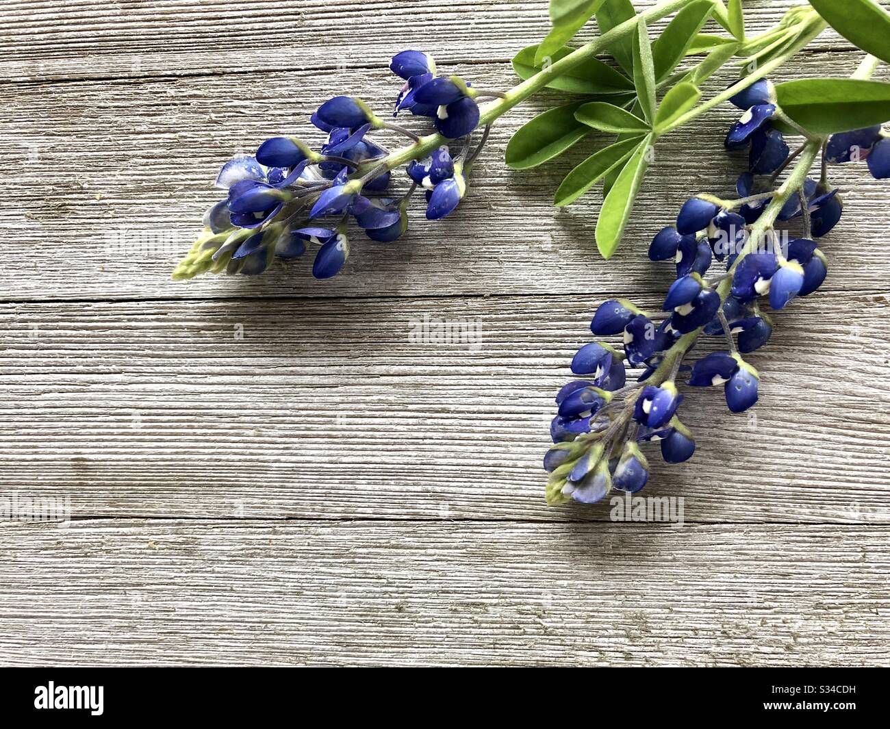 Bluebonnet su uno sfondo rustico in legno - Immagine stock catturata con smartphone