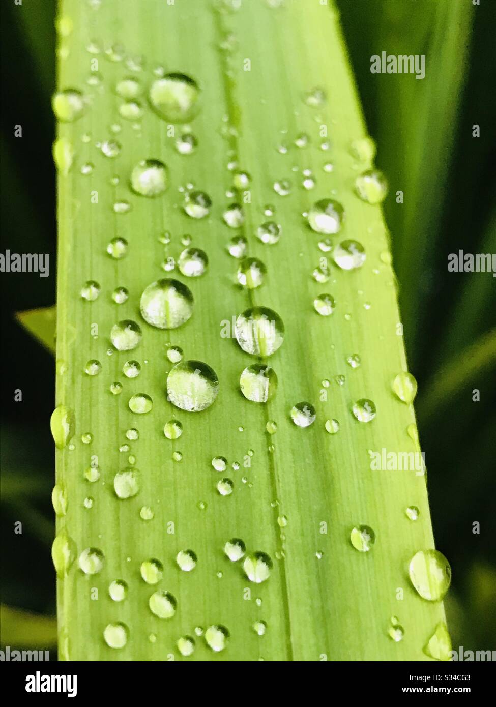 Gocce d'acqua sulle foglie di giglio - prese dopo una forte doccia di pioggia - primo piano foto con modalità bianco e nero Foto Stock