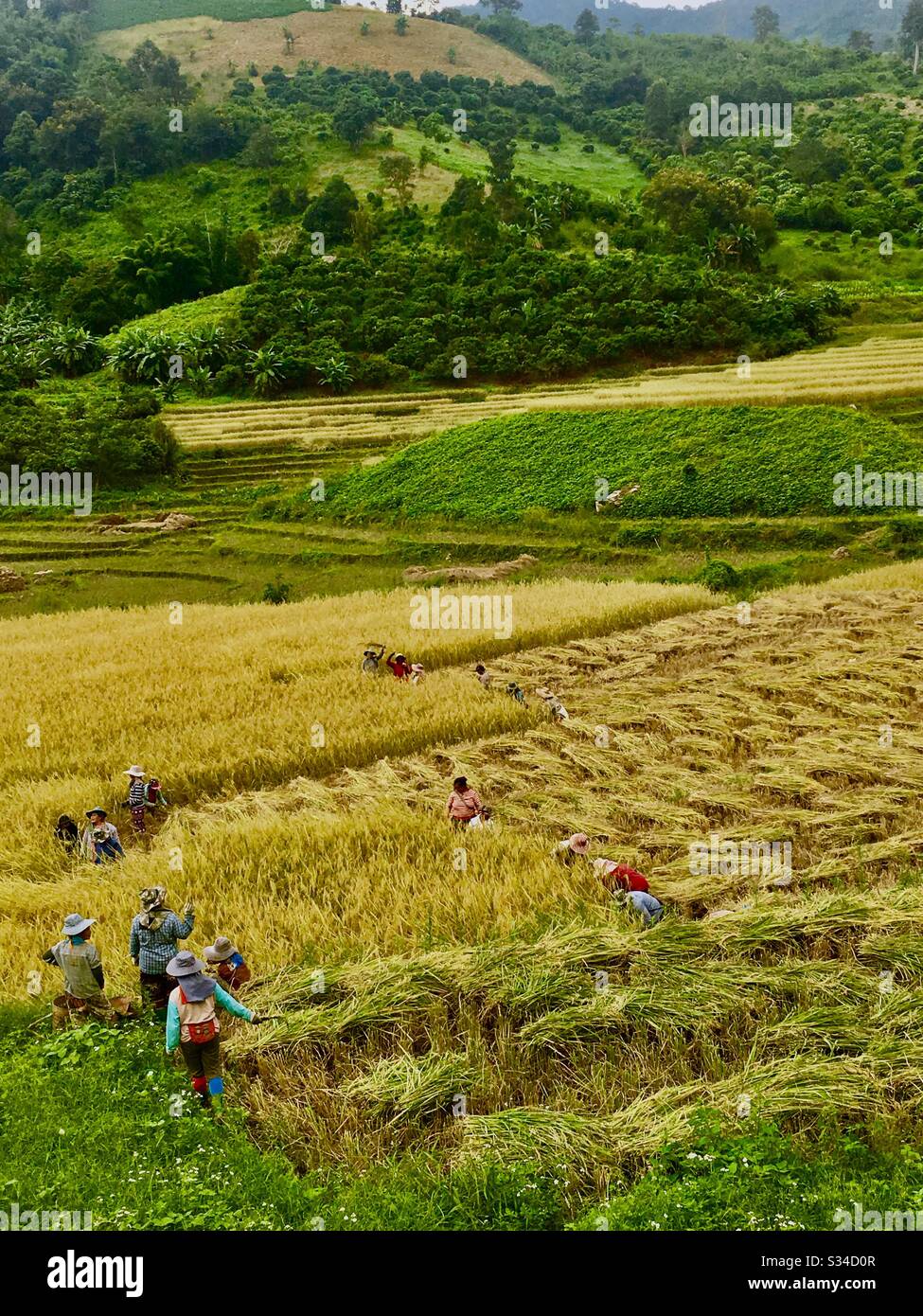 Risaia raccolto nel nord della Thailandia. - Immagine stock catturata con smartphone