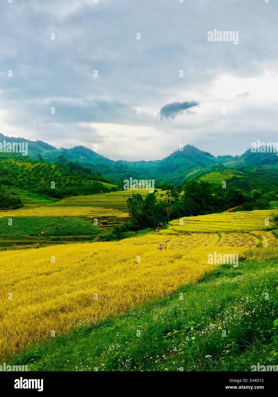 Risaia raccolto nel nord della Thailandia. - Immagine stock catturata con smartphone