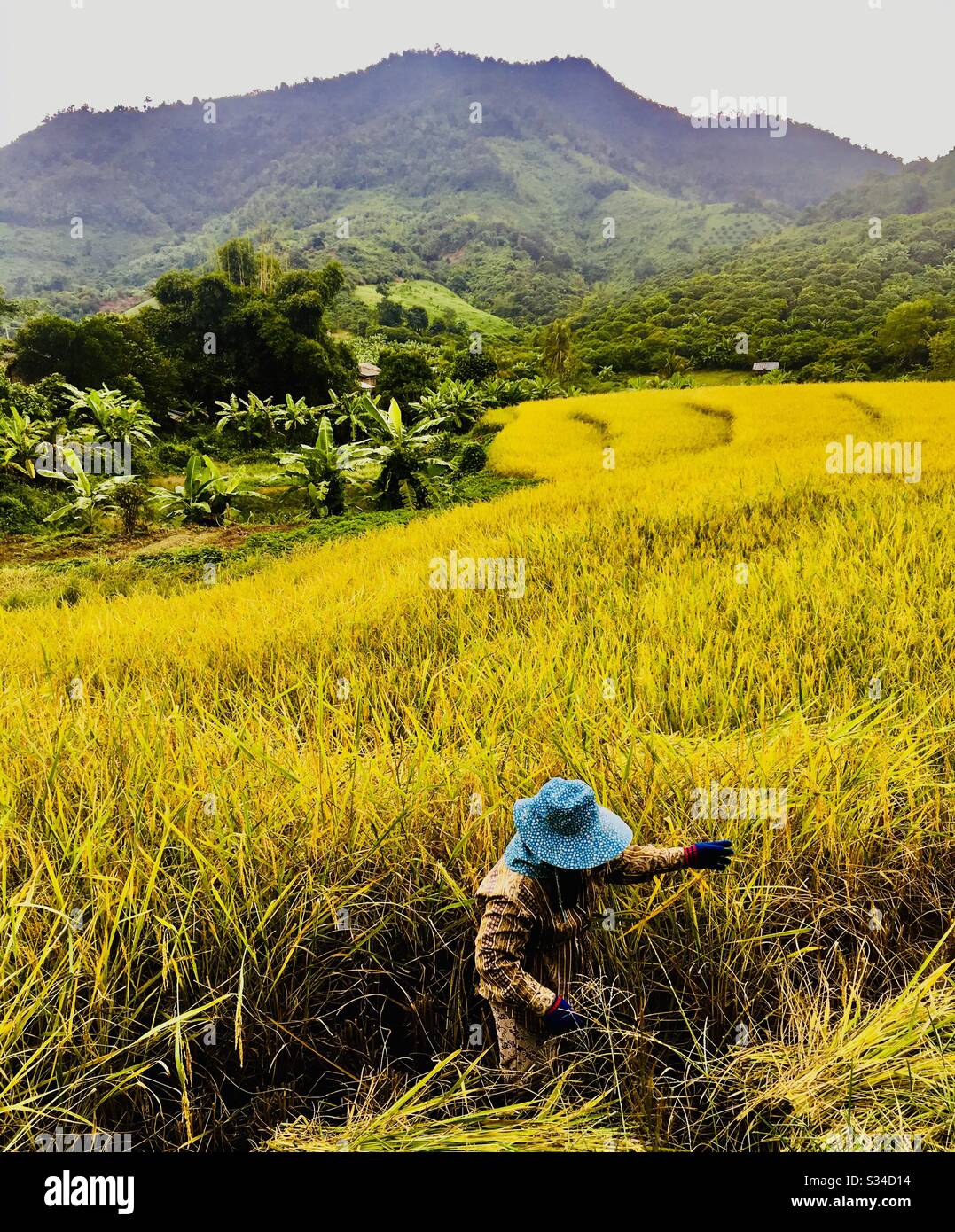 Risaia raccolto nel nord della Thailandia. - Immagine stock catturata con smartphone