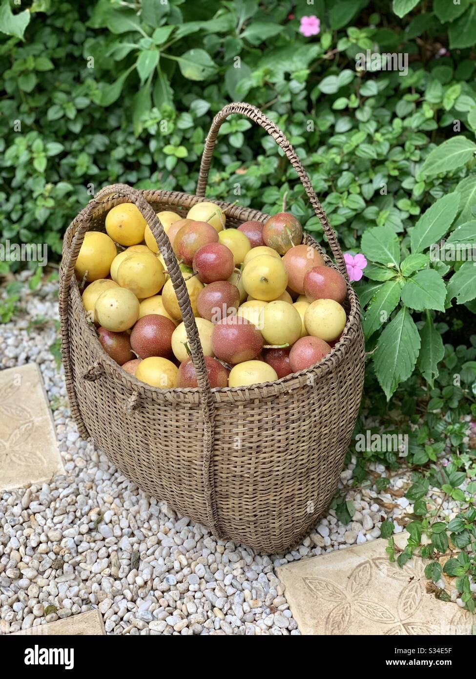 La bellezza della raccolta di frutti di passione in diverse tonalità, ordinatamente collocato in un cesto nativo tessuto a mano. Coltivare il vostro proprio alimento è il la cosa migliore! Foto Stock