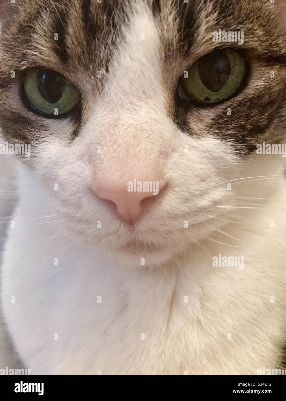 Tabby e white cat. Chiudere la vista. Foto Stock