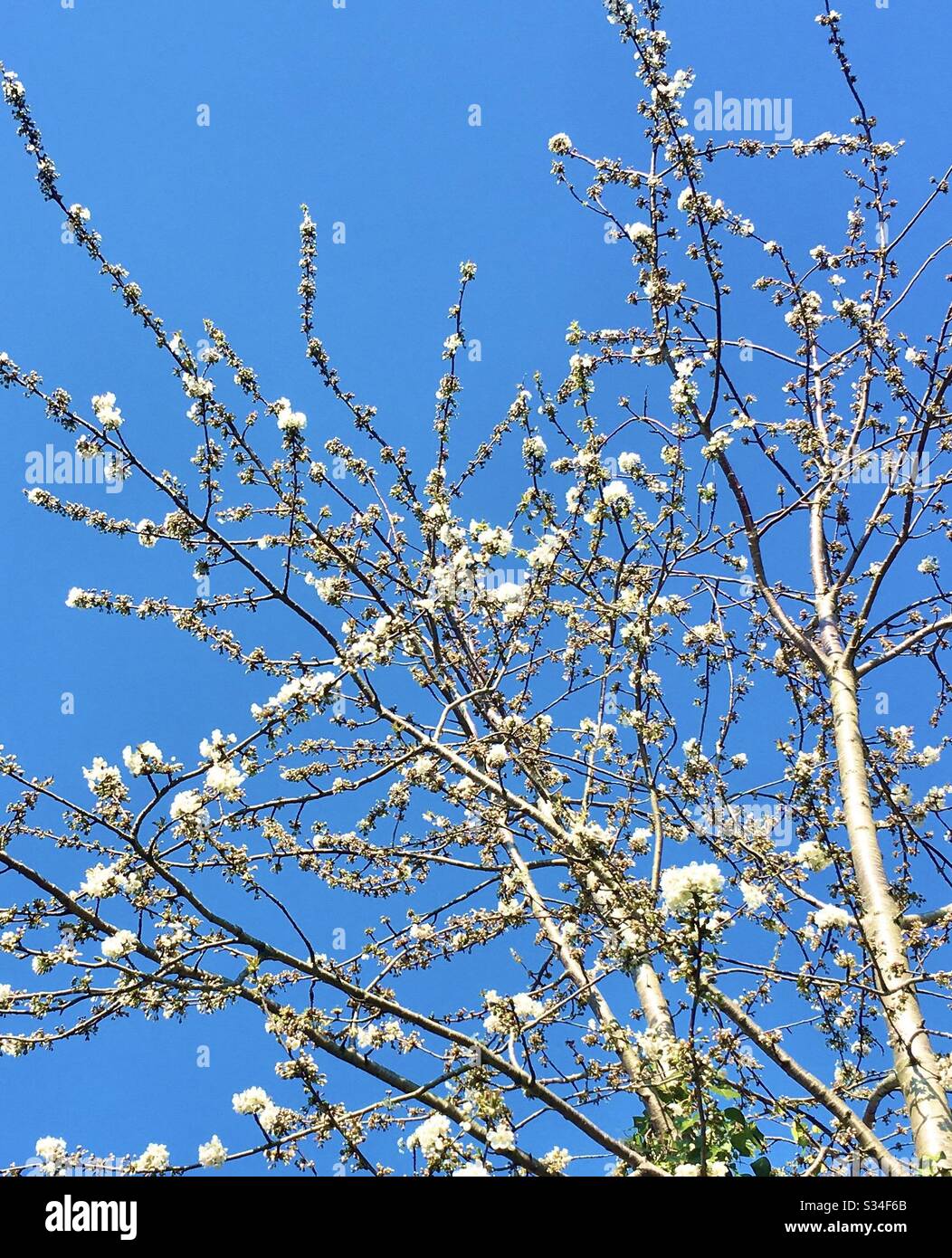 Molla albero di fiore Foto Stock