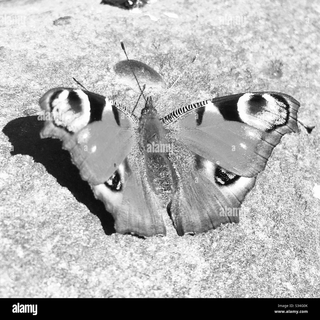 Butterfly bianco e nero - Immagine stock catturata con smartphone