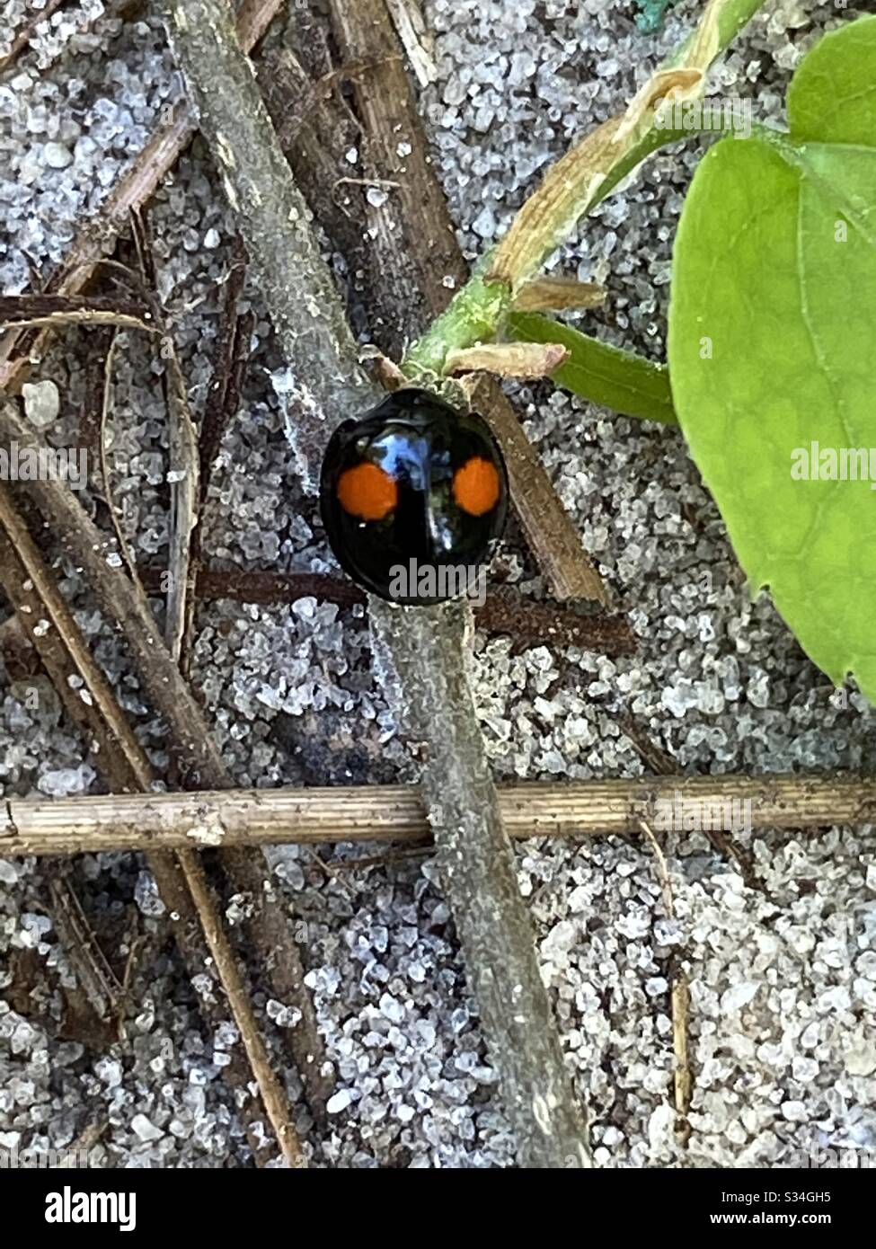 Raro ladybug/ladybird nero con puntini rossi sulla pianta della foresta - Immagine stock catturata con smartphone
