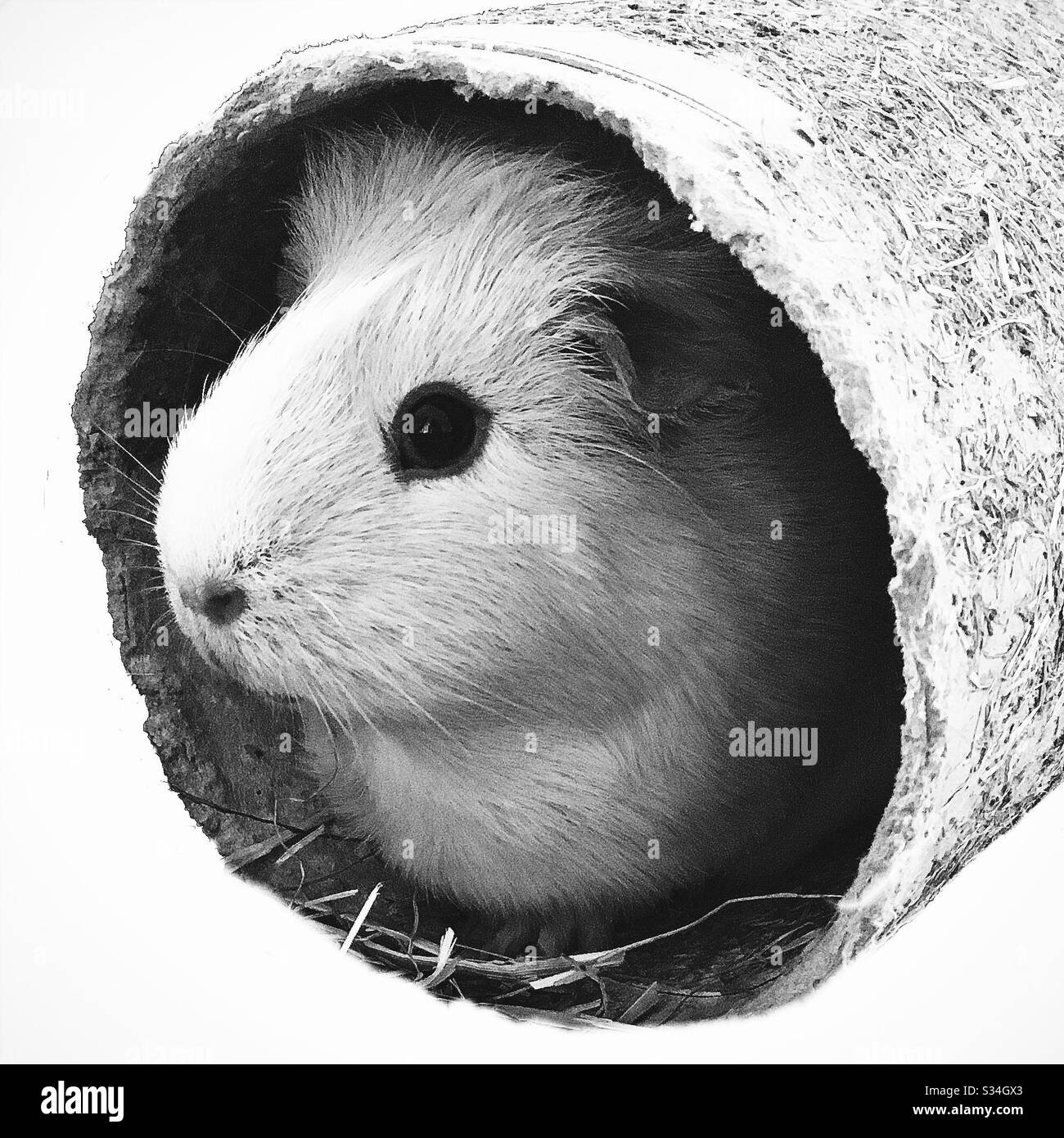 Foto in bianco e nero di una cavia che guarda da un tubo di cartone, isolato su sfondo bianco Foto Stock