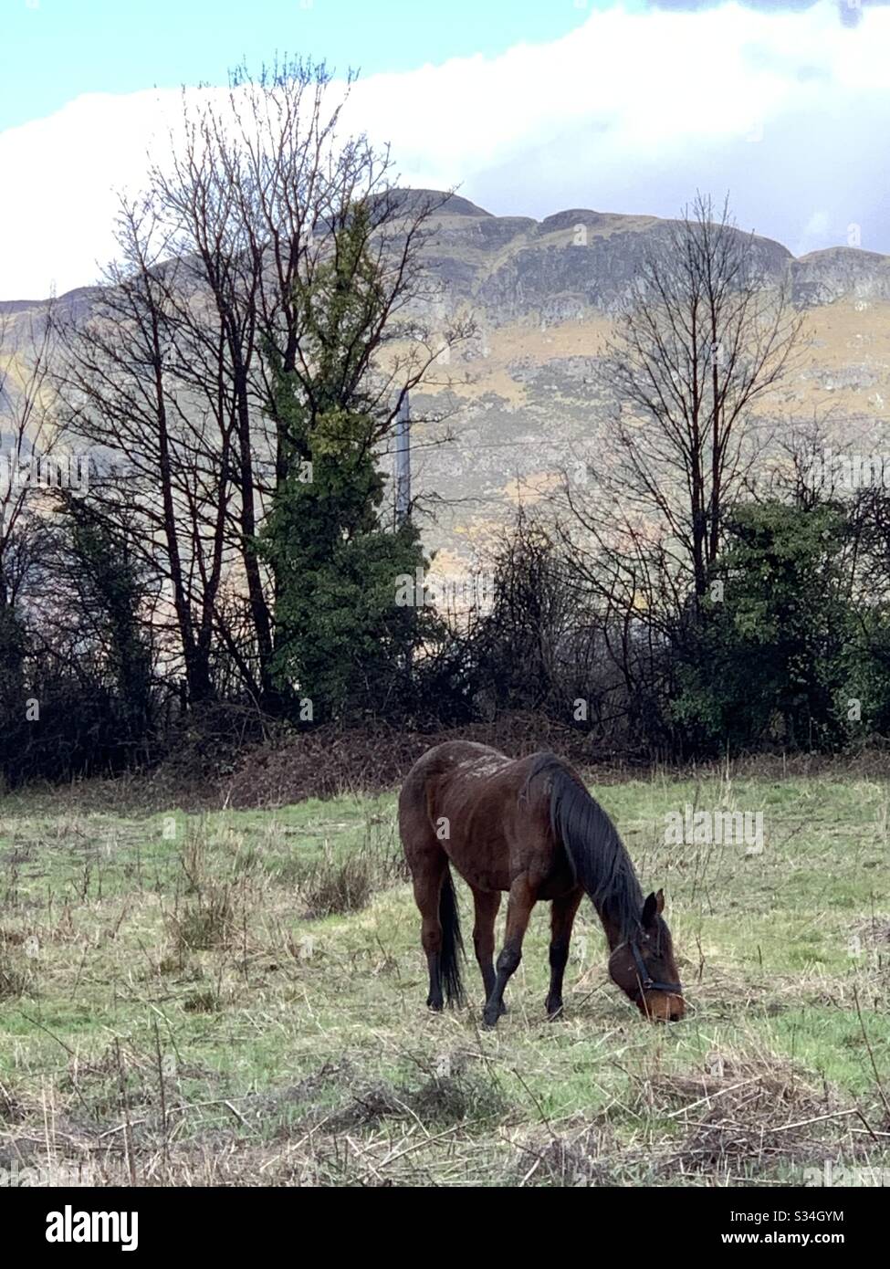 Cavallo nel campo Foto Stock