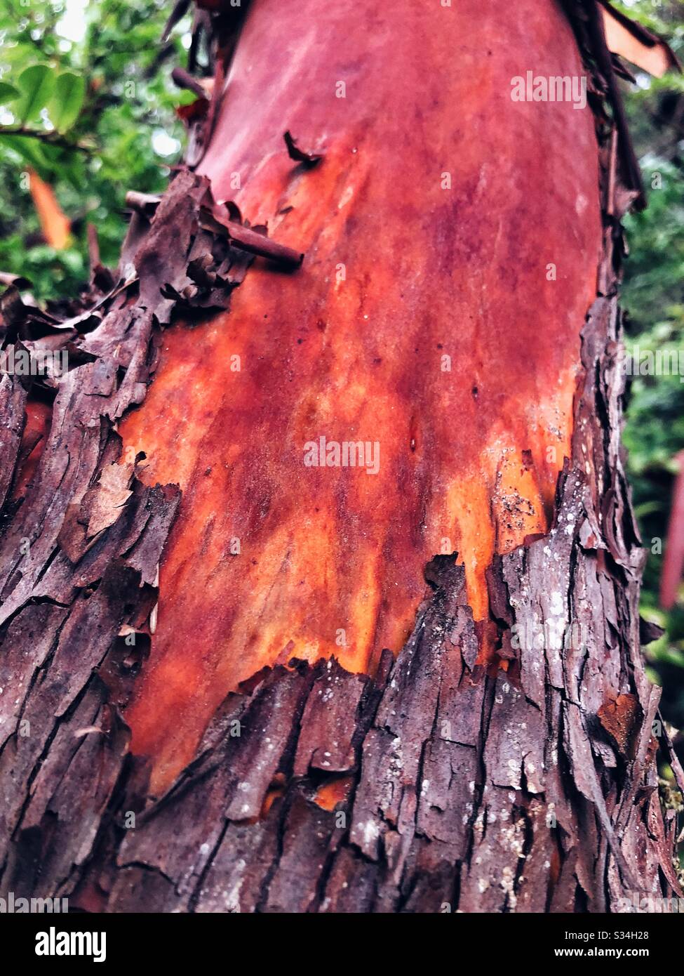 Corteccia rossa di madrona Arbutus menziesii, l'albero del madrone del Pacifico nel nord-ovest del pacifico Foto Stock