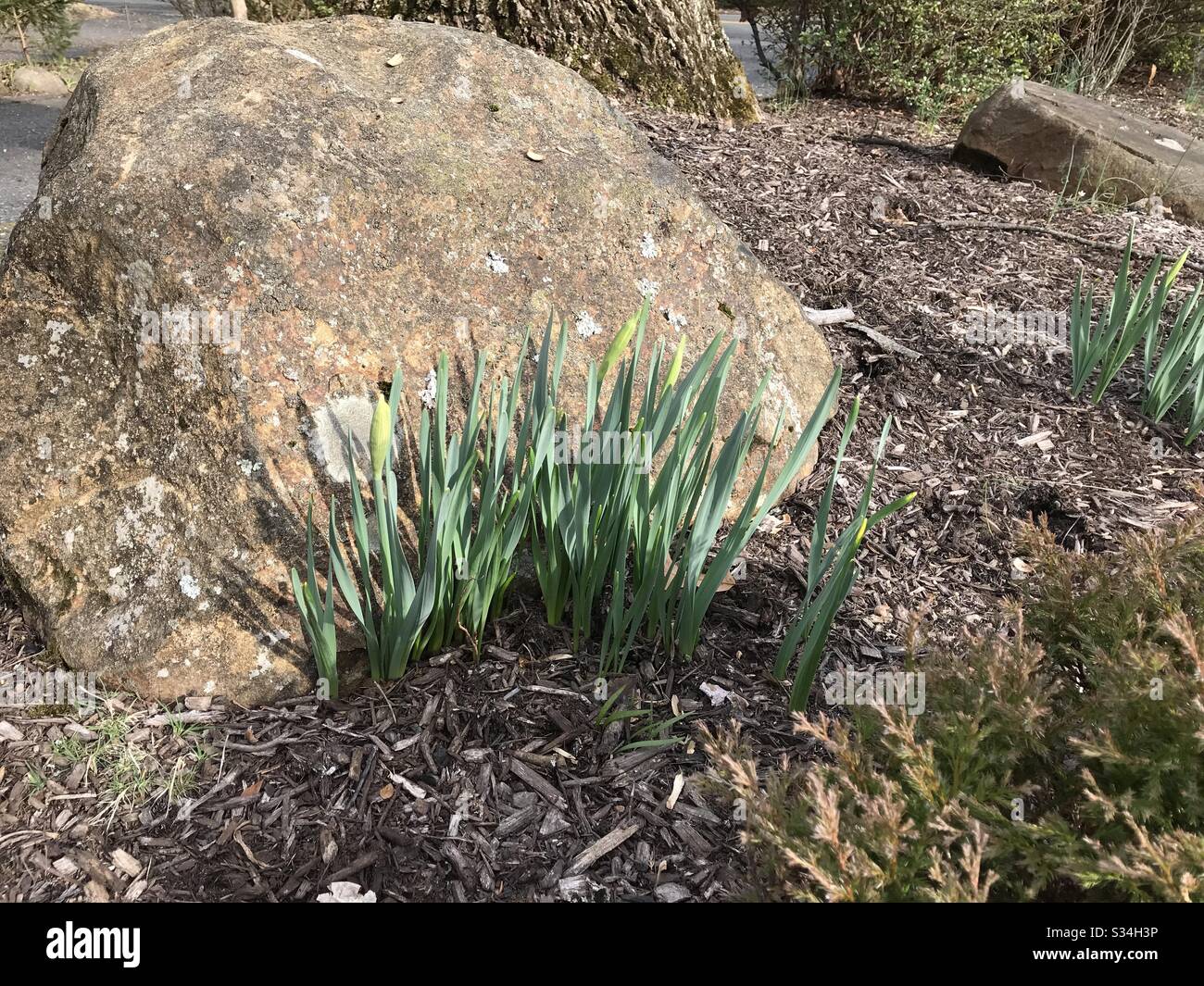 Fioritura precoce di narcisi in marzo nel Nord America Nord Est - Immagine stock catturata con smartphone