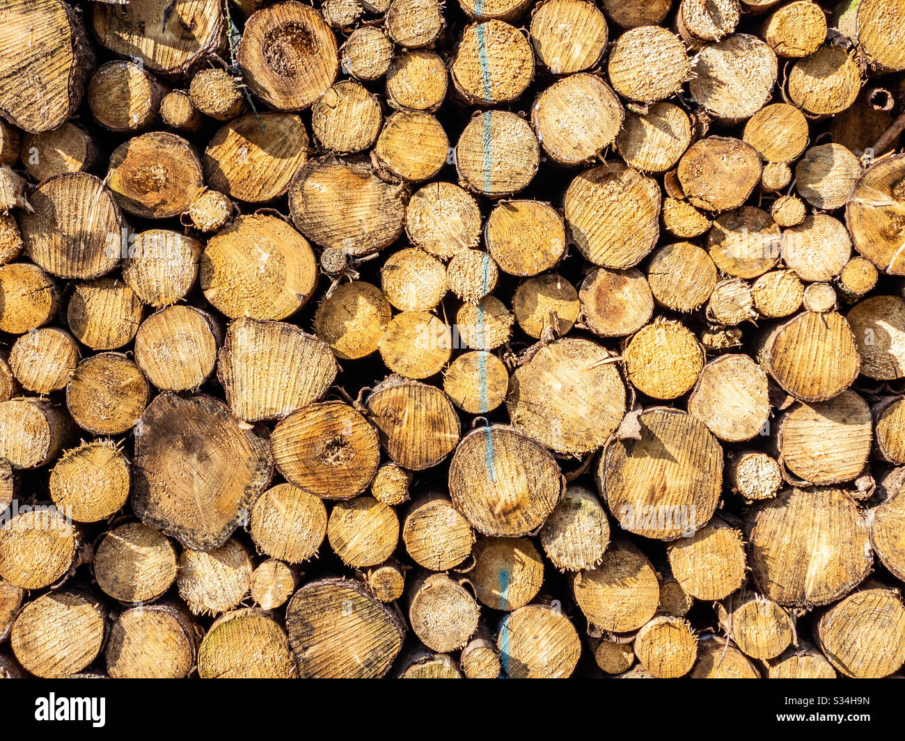 Tronchi di legno accatastati, sfondo naturale e texture Foto Stock