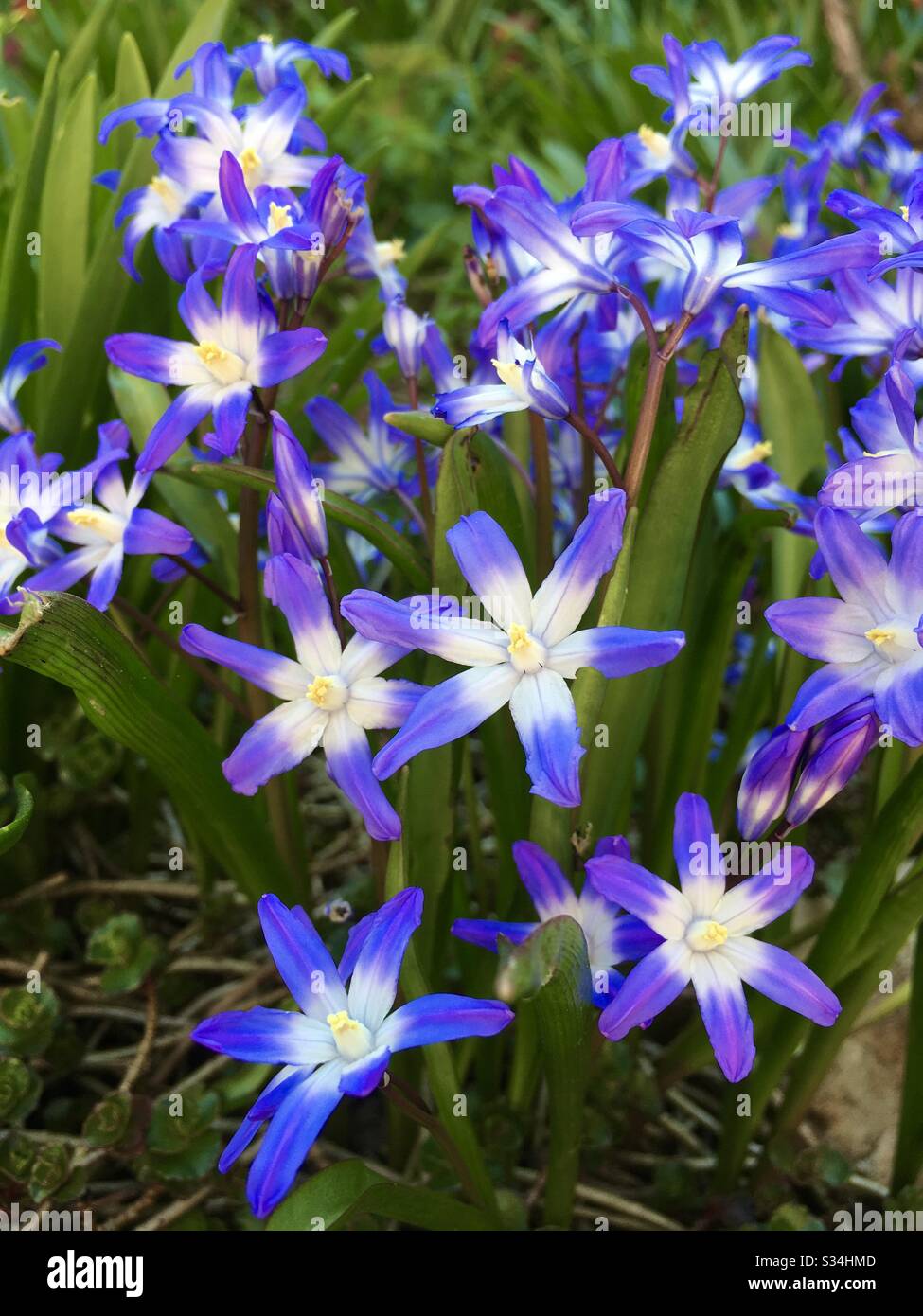 Chionodoxa fiori in primavera Foto Stock