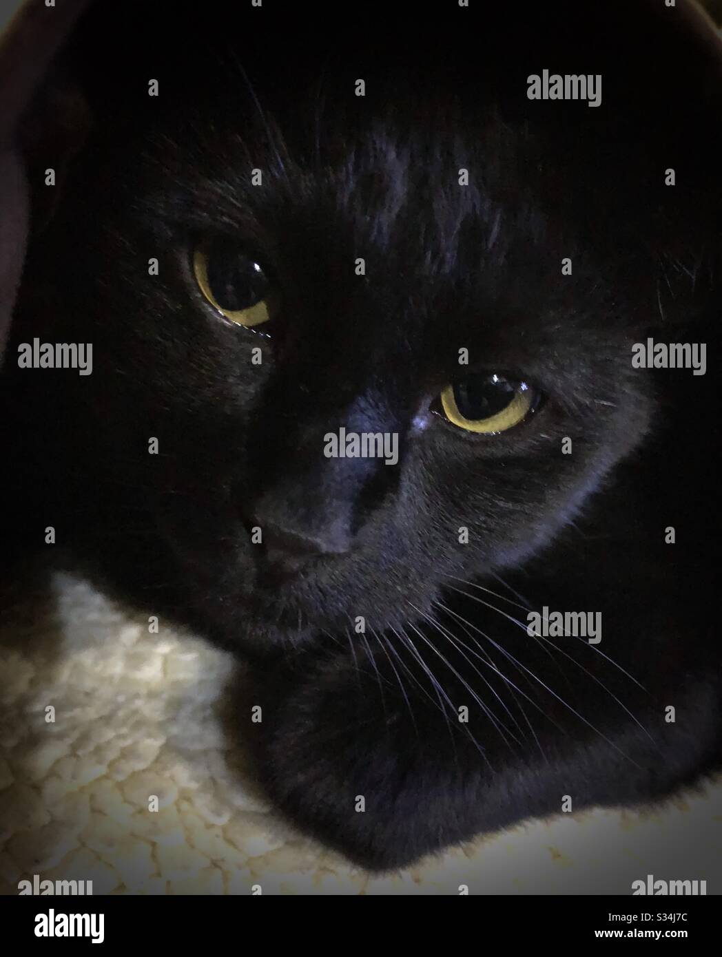 Gatto nero, gatto Bombay, animale domestico giovane, animale domestico, osservare in su, riposare, amare, sguardo tenero, occhi gialli, faccia e zampe, closeup, Foto Stock