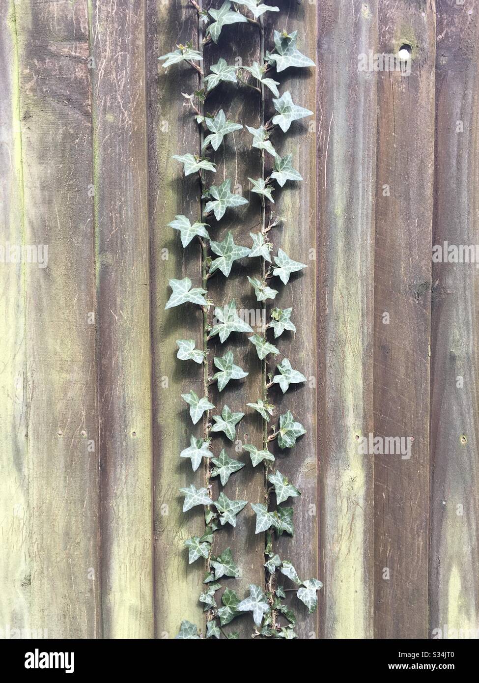 Ivy creepers che crescono su una recinzione Foto Stock