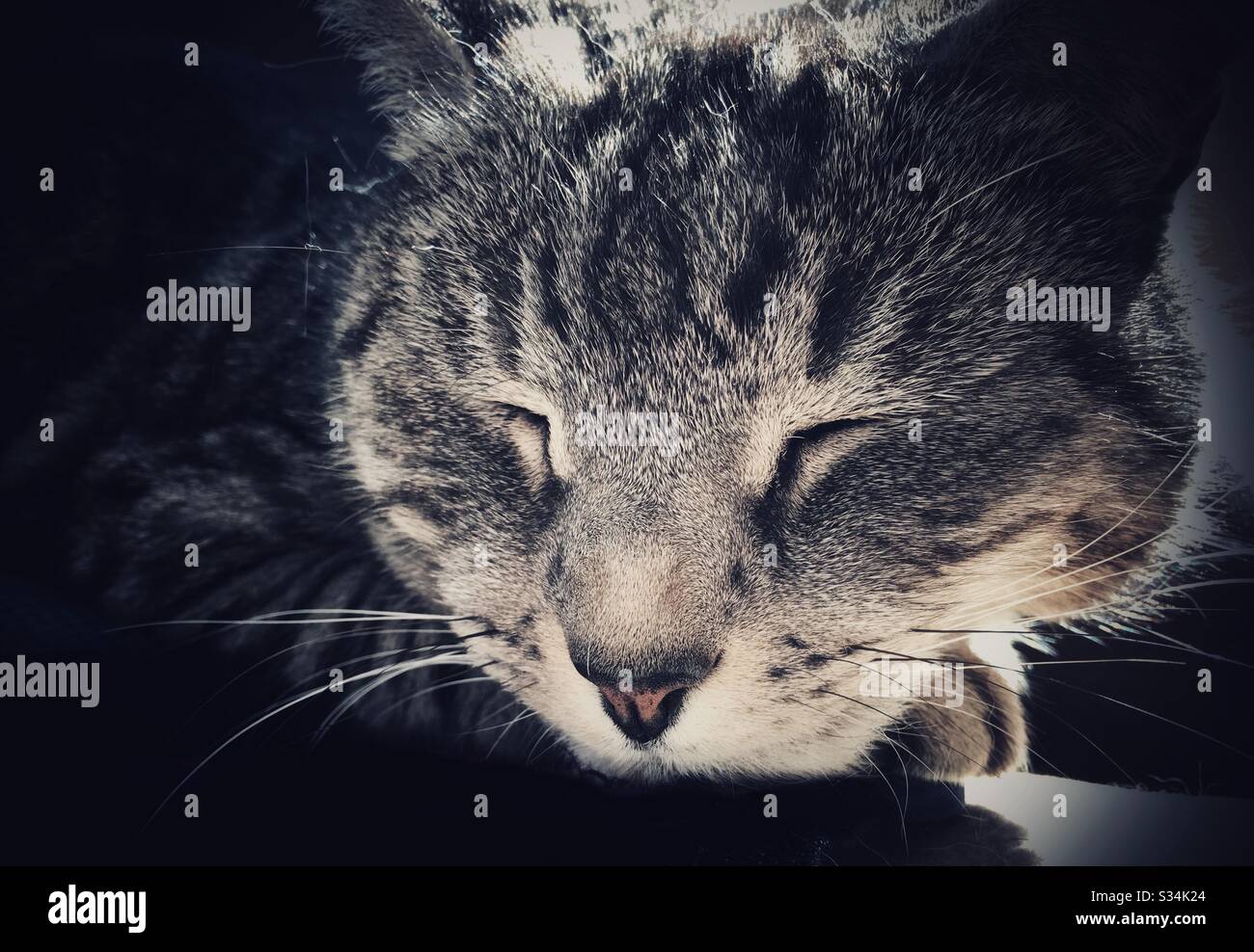 Dormire argento tabby gatto Foto Stock