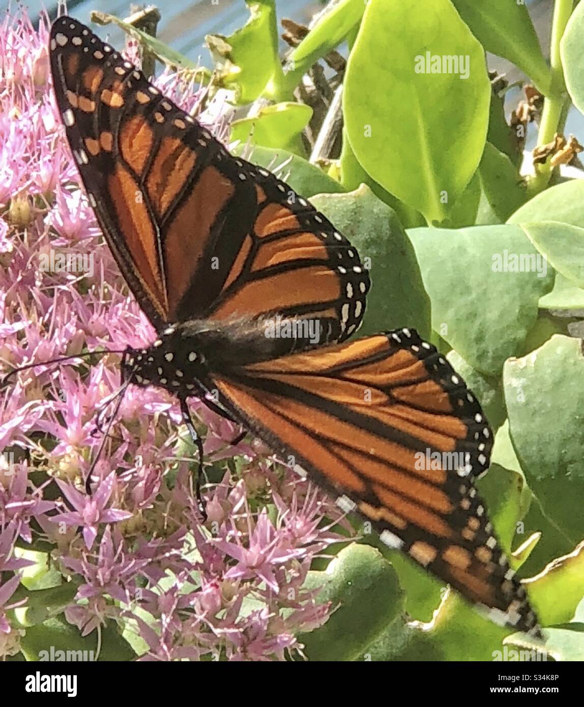 Monarch farfalla, ali sparsi, pianta succulenta, fiori rosa, closeup, autunno, Midwest, natura, naturalmente Foto Stock