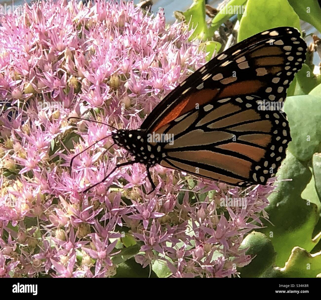 Farfalla Monarch, ali piegate, pianta succulenta, fiori rosa, closeup, autunno, Midwest, natura, naturalmente Foto Stock