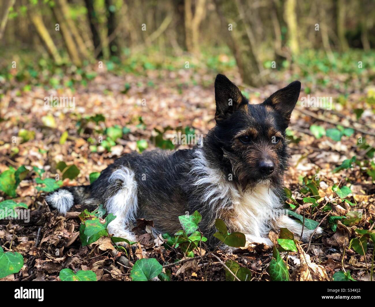 Piccolo cane con orecchie grandi sull'erba - Immagine stock catturata con smartphone
