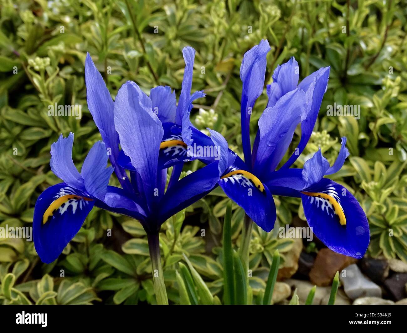 Splendidi fiori blu iris al sole primaverile in Inghilterra Foto Stock