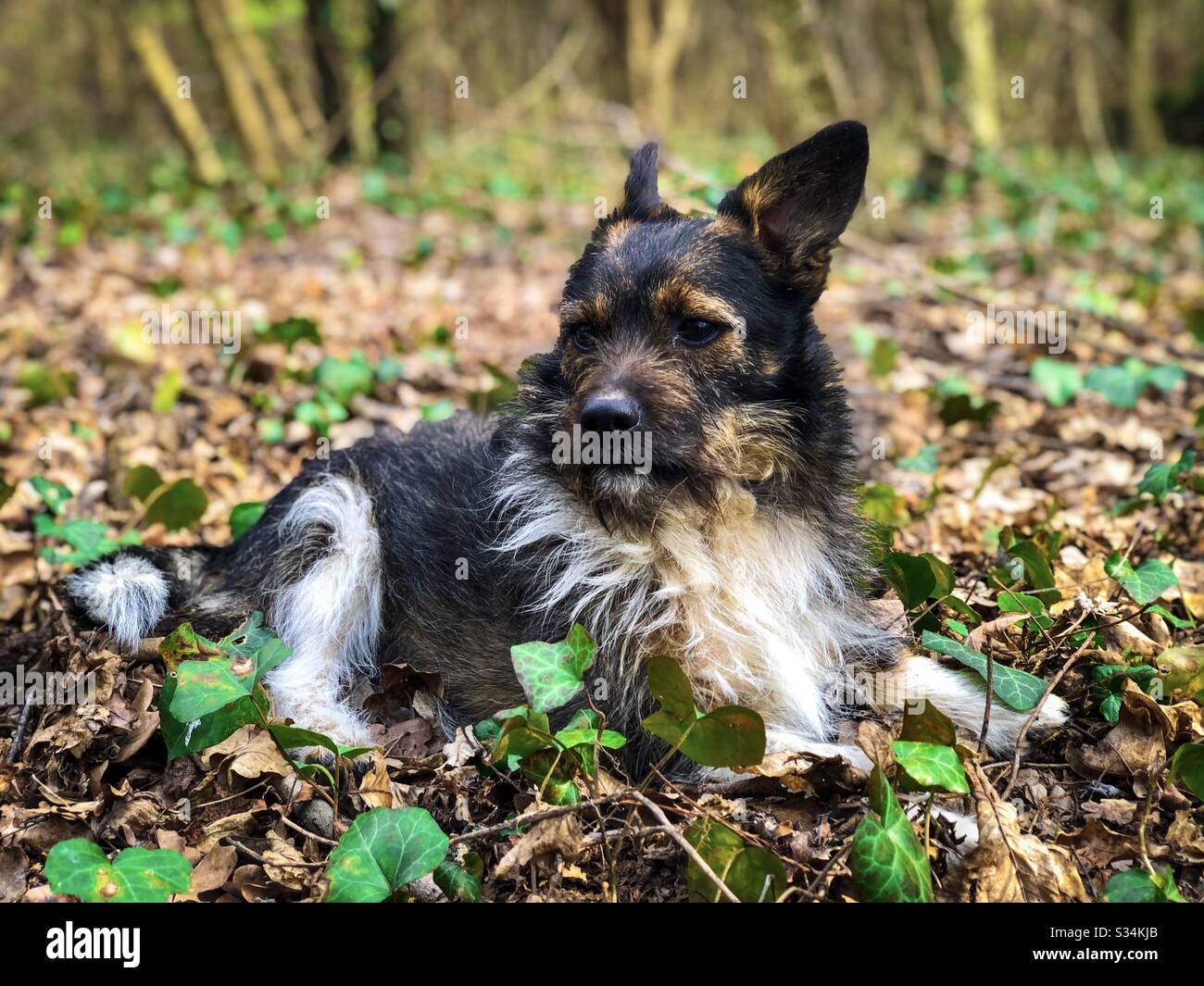 Piccolo cane con orecchie grandi sull'erba - Immagine stock catturata con smartphone
