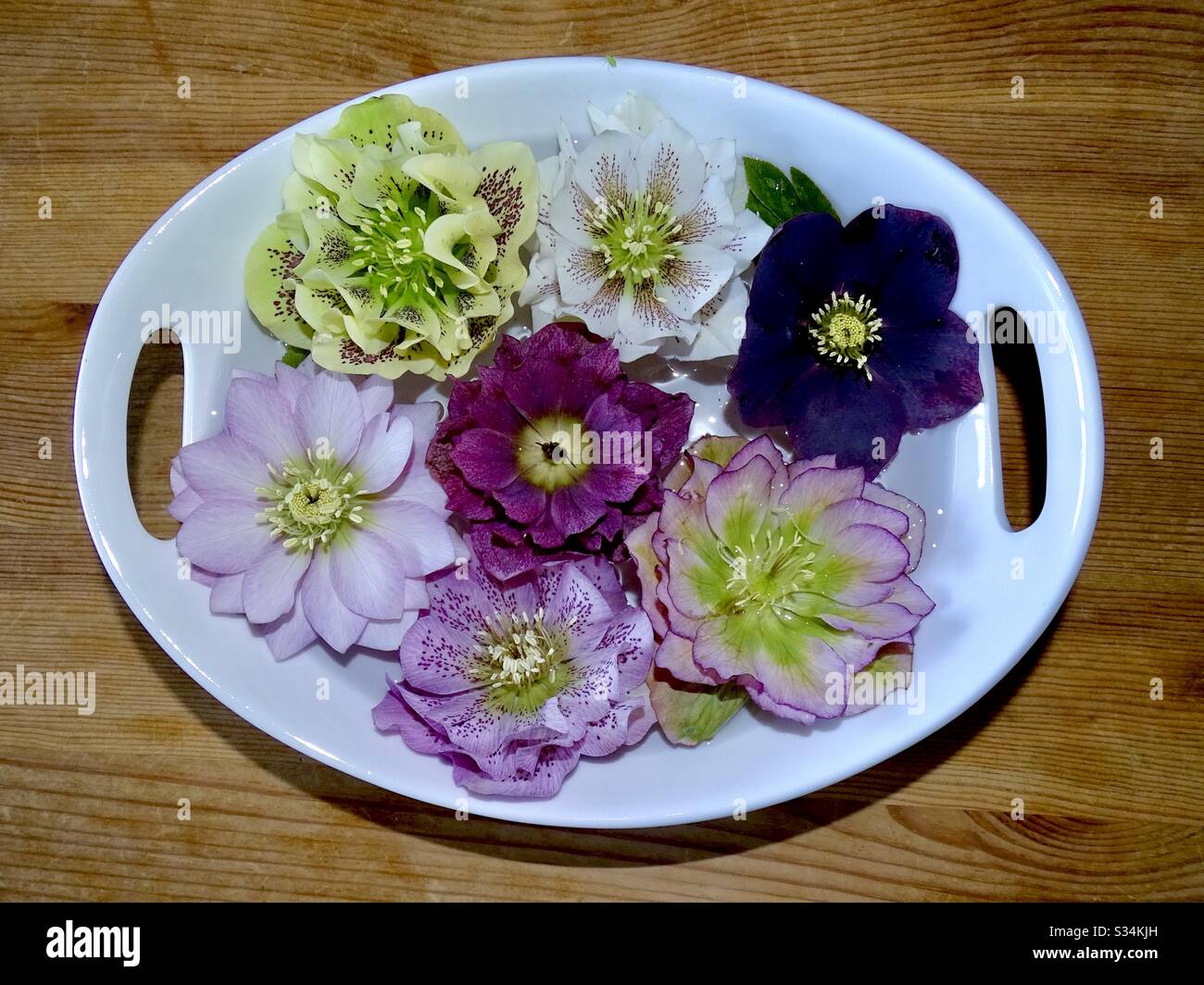 Belle teste di fiori di hellebore galleggiando in una ciotola di acqua Foto Stock