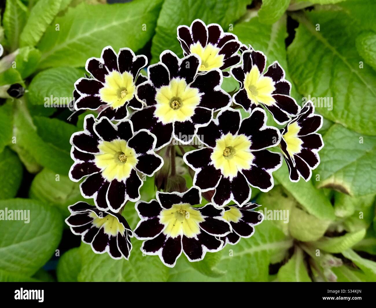 Bellissimi fiori primaverili neri e gialli al sole primaverile in Inghilterra Foto Stock