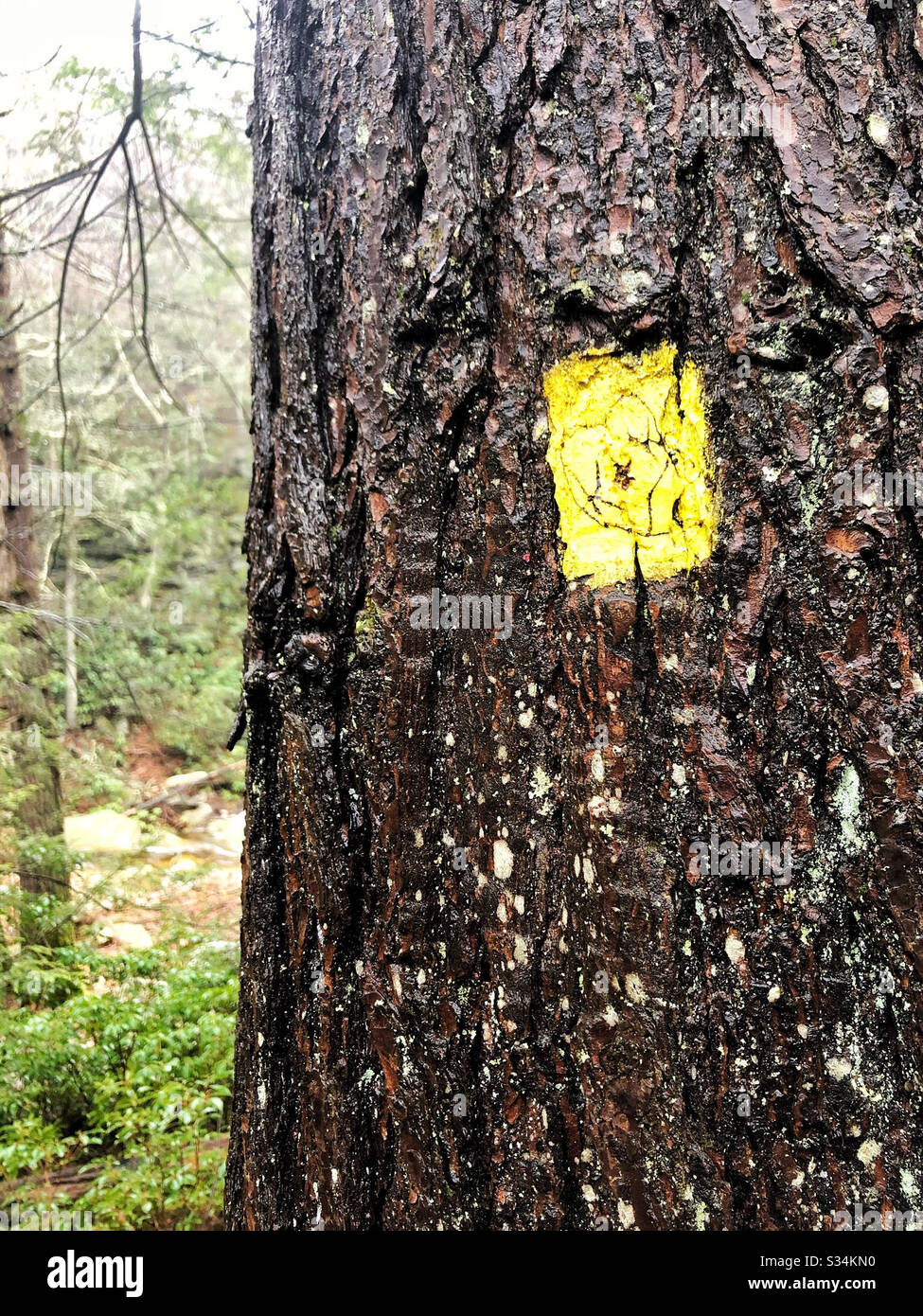 Segnavia giallo, o blaze, dipinto su albero nel Parco di Stato per gli escursionisti, consentendo loro di trovare e rimanere sul percorso - Immagine stock catturata con smartphone