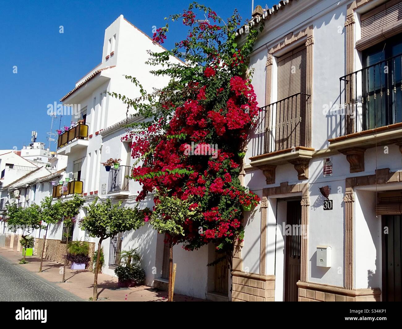Bellissimi fiori rossi in una strada a Estepona nel sud della Spagna Foto Stock