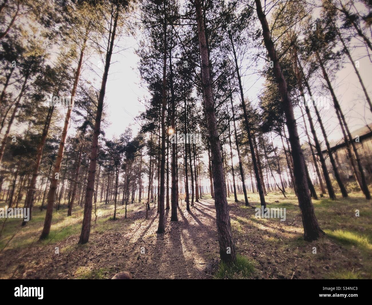 Alti pini nella foresta densa rurale. Scena naturale di trekking in sentiero boscoso. Vista ad angolo basso e ampio di rami, tronchi e cielo. Retroilluminata con tramonto dietro i boschi. Foto Stock