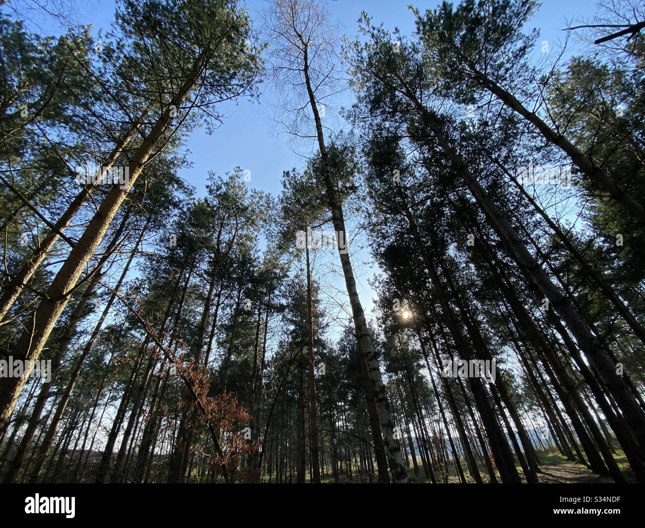 Alti pini nella foresta densa rurale. Scena naturale di trekking in sentiero boscoso. Vista ad angolo basso e ampio di rami, tronchi e cielo. Retroilluminato con tramonto e cielo blu - Immagine stock catturata con smartphone