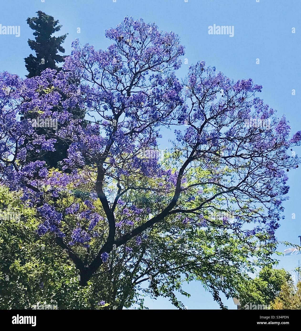 Un albero Jacaranda fiorisce durante la primavera a Buenos Aires, Argentina Foto Stock