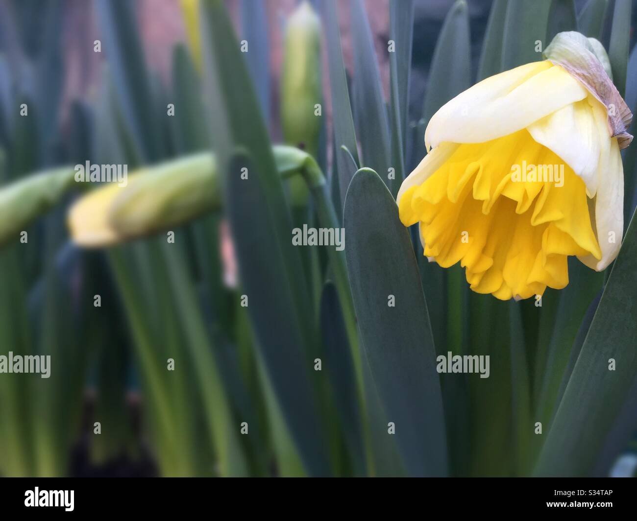 Narcisi che comincia a Blossom nel tempo di primavera Foto Stock
