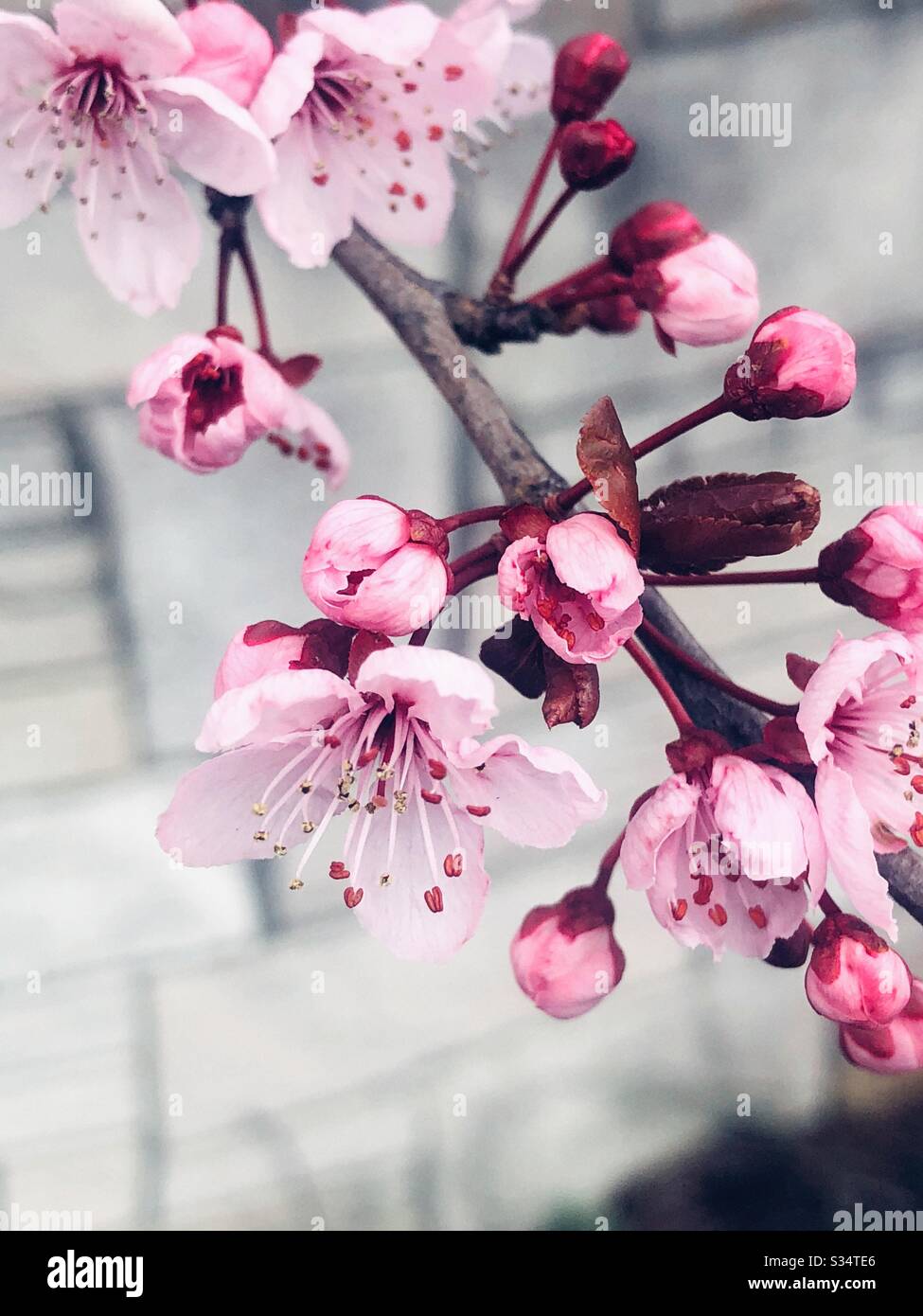 Fiori di ciliegio rosa contro la parete grigia Foto Stock