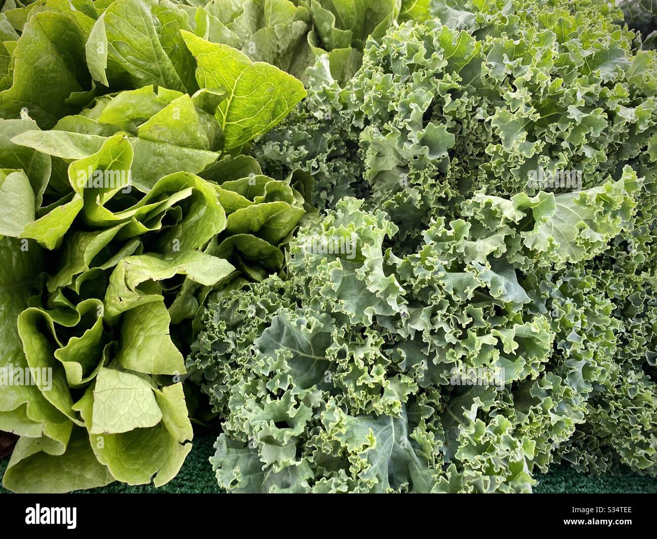 In esposizione cavolo verde fresco e lattuga, in vendita al mercato agricolo all'aperto in California Foto Stock
