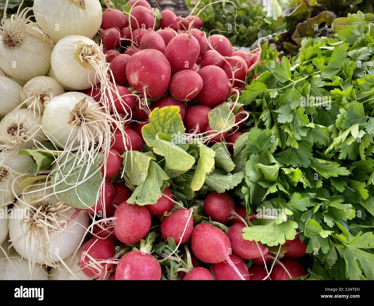Cipolle fresche, ravanelli rosa e prezzemolo in mostra, per la vendita al mercato agricolo all'aperto in California Foto Stock