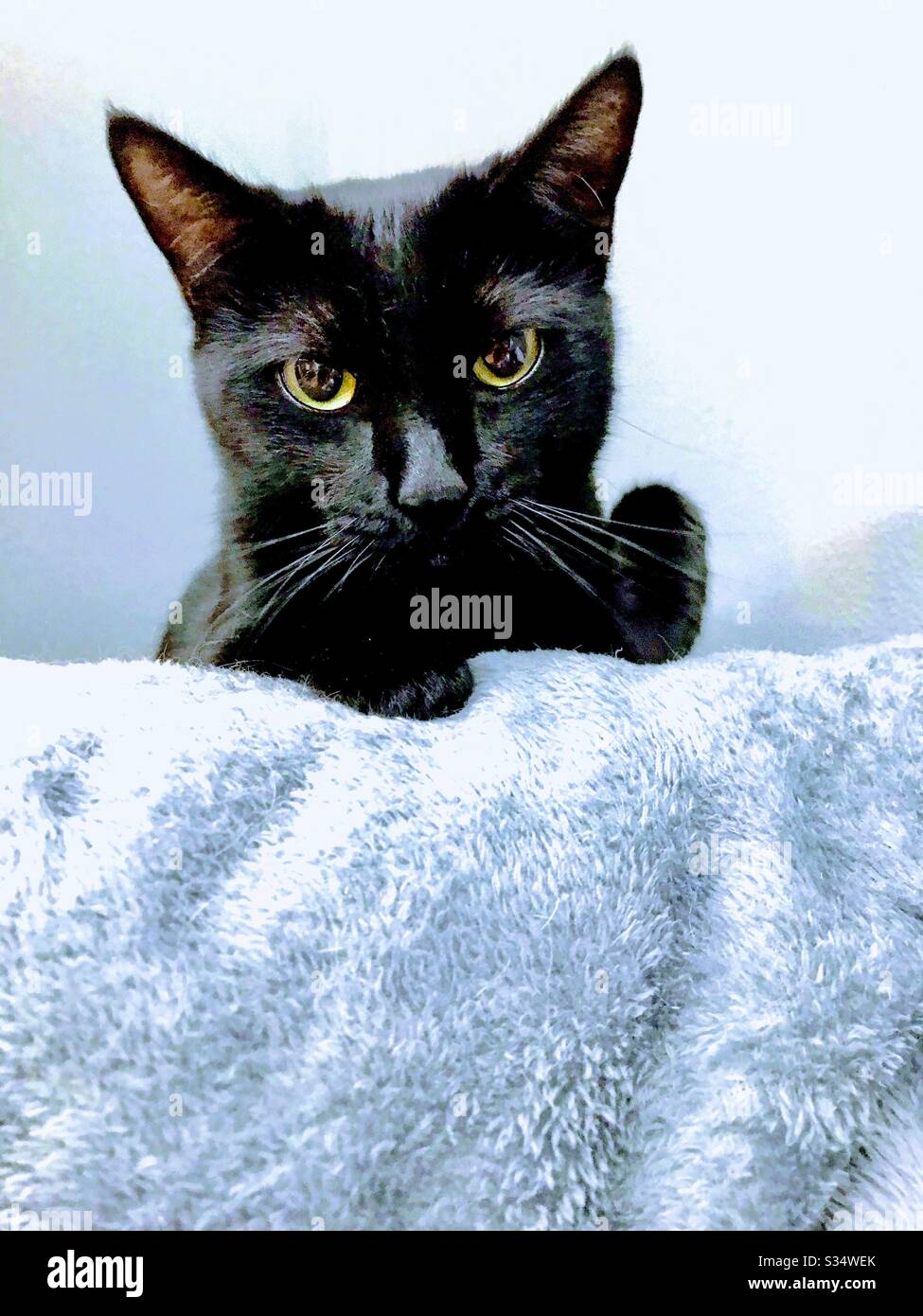 Ritratto di bellissimo gatto Bombay con splendidi occhi color oro o rame e pelliccia nera satinata Foto Stock