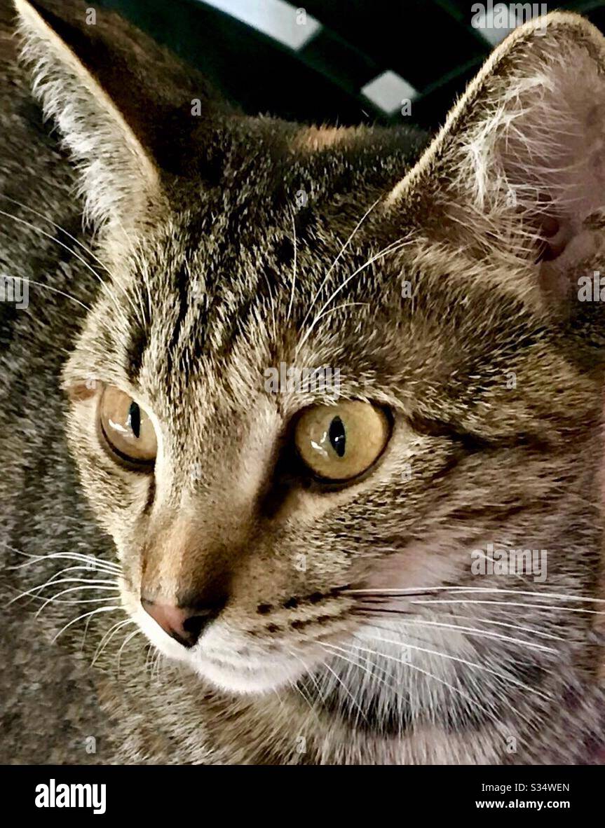 Ritratto di closeup del compagno di animali domestici bello interno, gatto tabby kitten con gli occhi gorgeous del rame dell'oro e le strisce prominenti Foto Stock