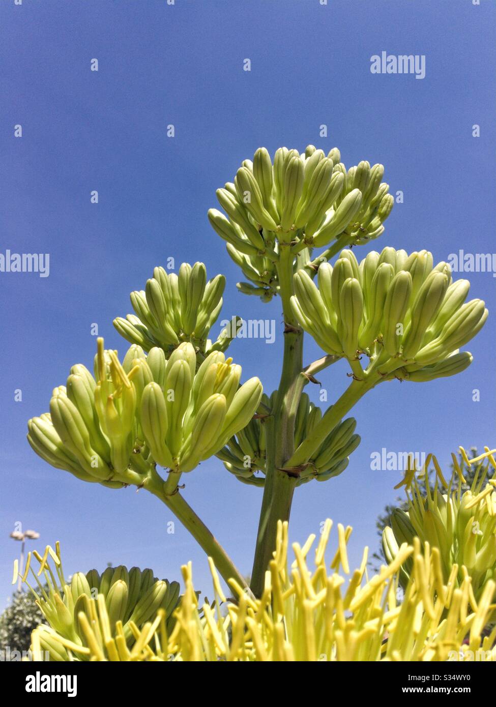 Fiori di pianta del secolo, apertura, cielo blu, senza nuvole, natura, naturale, angolo di salita, closeup, texture Foto Stock