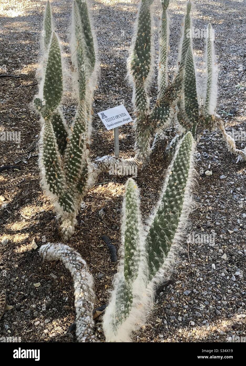 Velvet Opuntia, cactus, pianta del deserto, texture, natura, naturale,  scena giardino pubblico, ombre Foto stock - Alamy