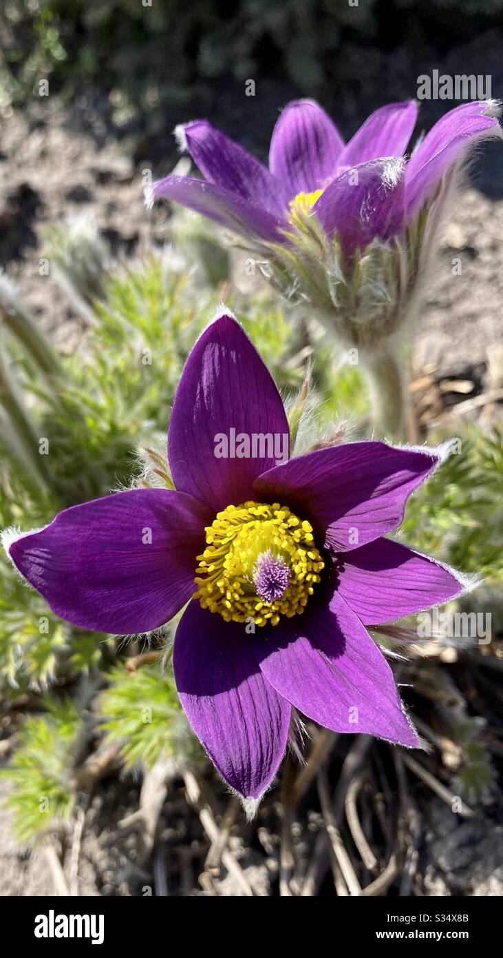 Fiore di primavera viola (Pulsatílla pátens o Anémone pátens) nel mio cortile. Фиолетовый весенний цветок (Сон-трава, Простре́л раскры́тый или Ве́треница раскры́тая) в моём дворе Foto Stock