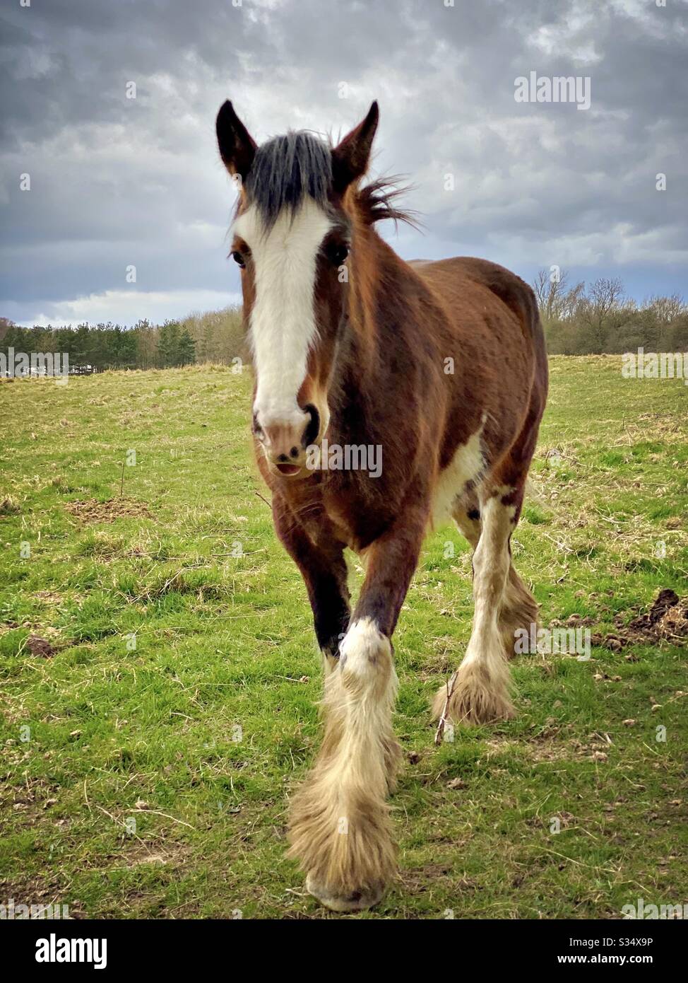 Bellissimo e tranquillo cavallo in un paddock. Ritratto di bestiame addomesticato nel terreno agricolo rurale. Cavallo di castagno galoppante verso macchina fotografica - Immagine stock catturata con smartphone