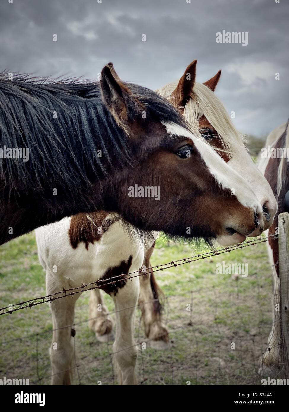Bellissimo e tranquillo cavallo in un paddock. Ritratto di bestiame addomesticato nel terreno agricolo rurale. Cavallo di castagno, profilo laterale della testa con la criniera nera sopra la recinzione di filo spinato - Immagine stock catturata con smartphone