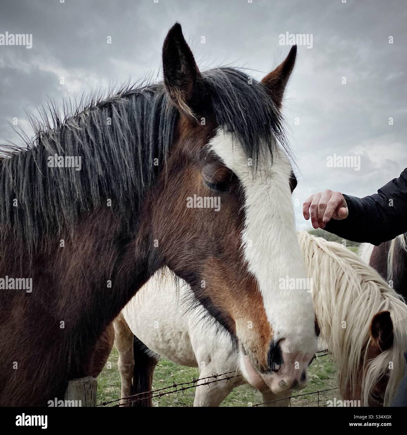 Bellissimo e tranquillo cavallo in un paddock. Ritratto di bestiame addomesticato nel terreno agricolo rurale. La mano dell’uomo accarezza la testa del cavallo castano e bianco con la criniera nera Foto Stock