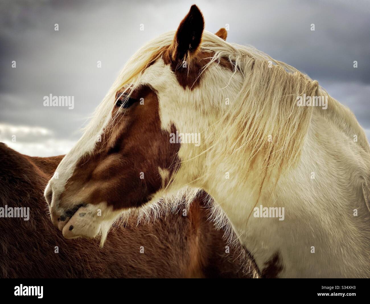 Bellissimo e tranquillo cavallo in un paddock. Ritratto di bestiame addomesticato nel terreno agricolo rurale. Profilo laterale sulla testa di un cavallo sano marrone e bianco con mana - Immagine stock catturata con smartphone