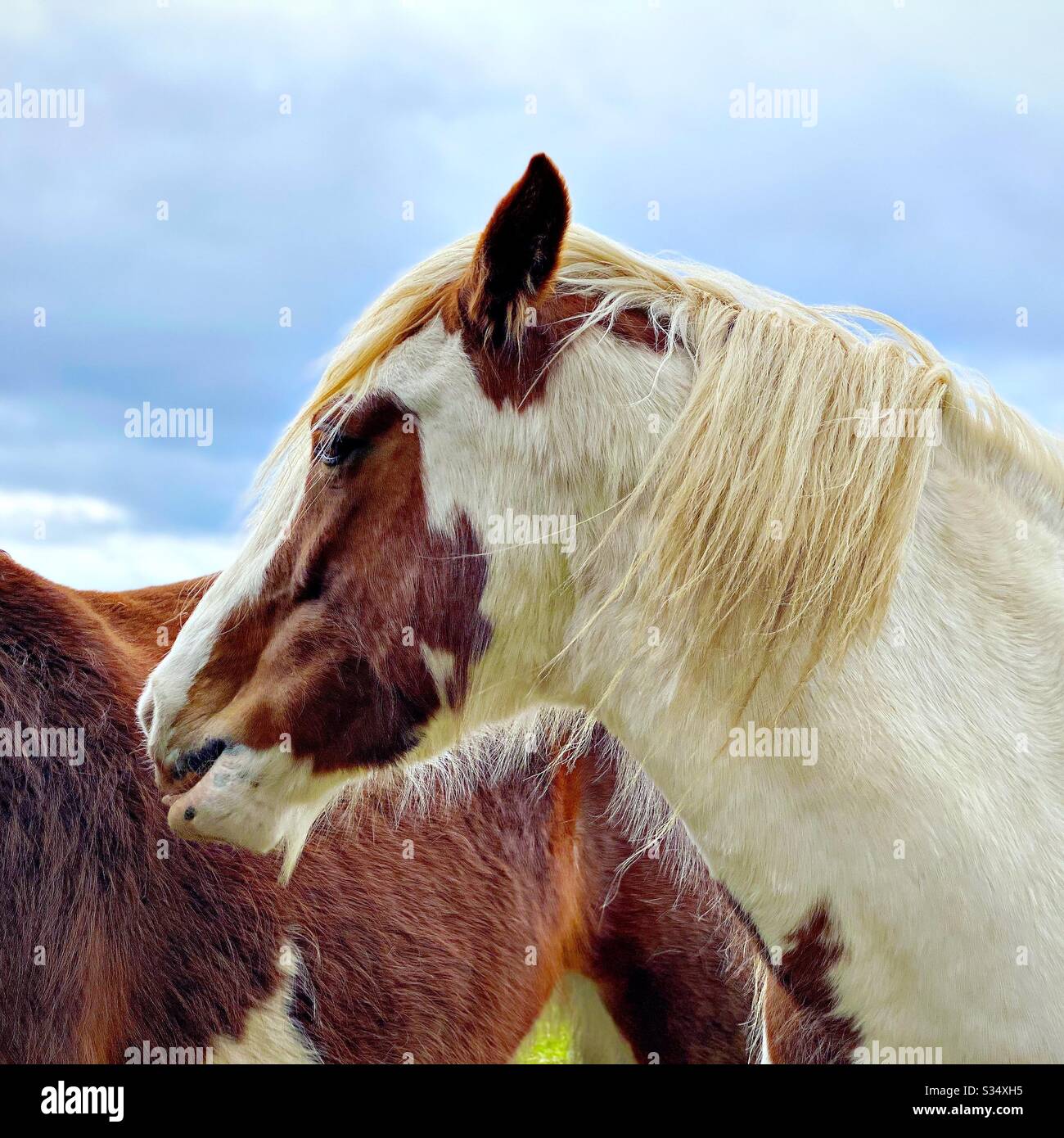 Bellissimo e tranquillo cavallo in un paddock. Ritratto di bestiame addomesticato nel terreno agricolo rurale. Profilo laterale testa colpo di un cavallo maturo marrone e bianco - Immagine stock catturata con smartphone