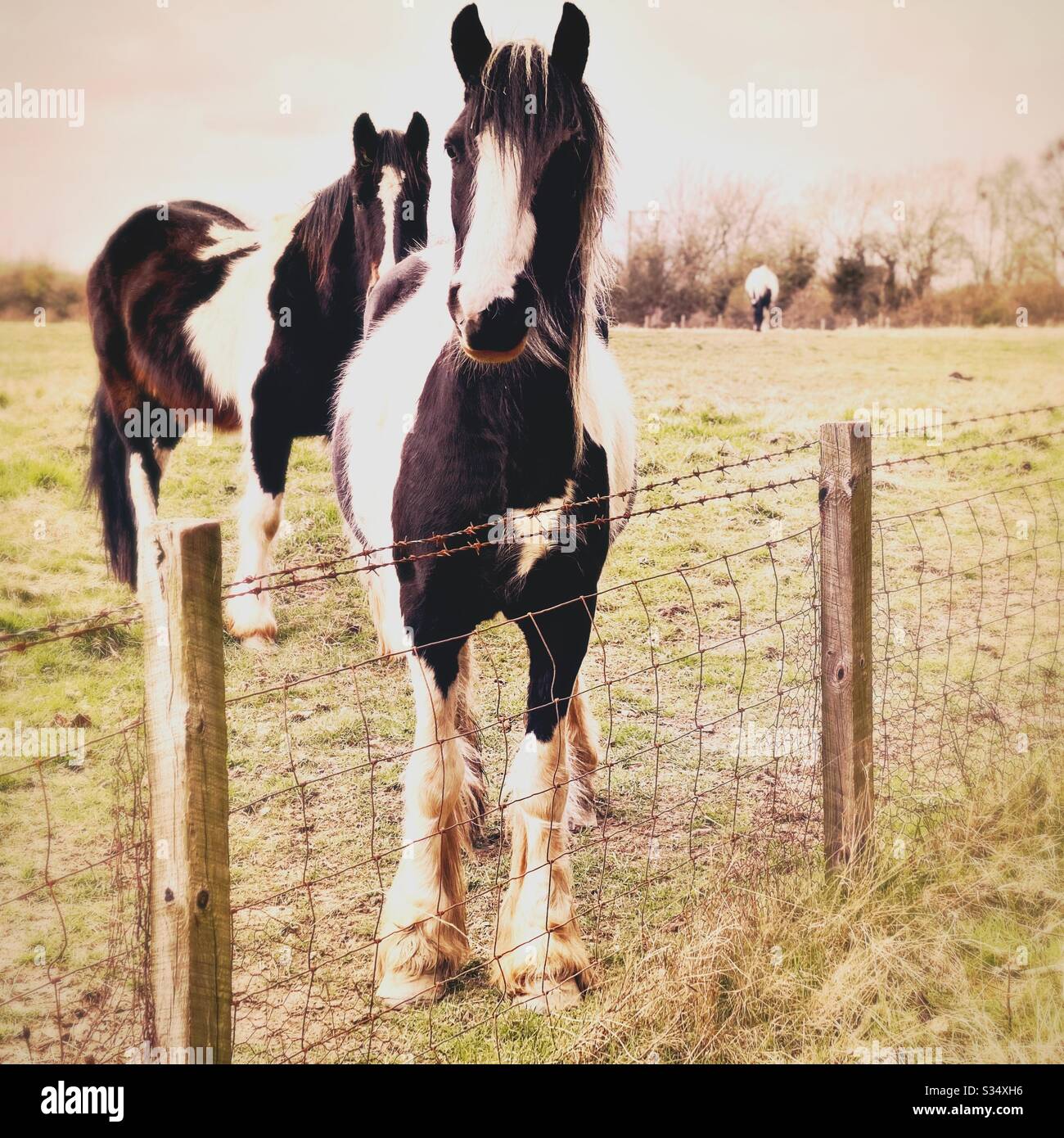Cavalli belli e tranquilli in un paddock. Ritratto di bestiame addomesticato nel terreno agricolo rurale. - Immagine stock catturata con smartphone