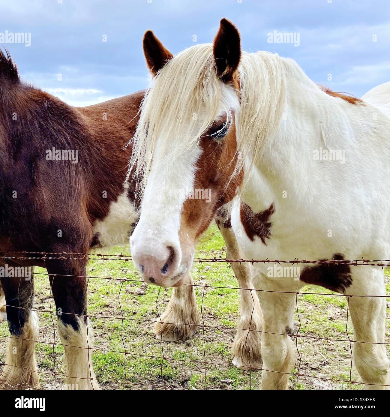 Bellissimo e tranquillo cavallo in un paddock. Ritratto di bestiame addomesticato nel terreno agricolo rurale. Cavallo bianco con bastoncini marrone testa sopra la recinzione di filo spinato - Immagine stock catturata con smartphone